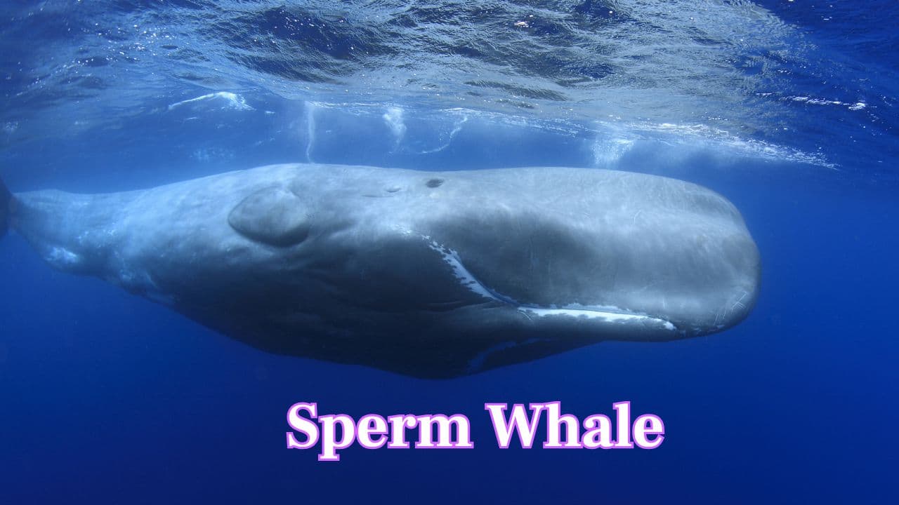 Sperm Whale: The planet's loudest creature, the sperm whale is able to produce clicks that range more than 230 decibels — a louder noise than a jet engine in water. (Image: Canva)
