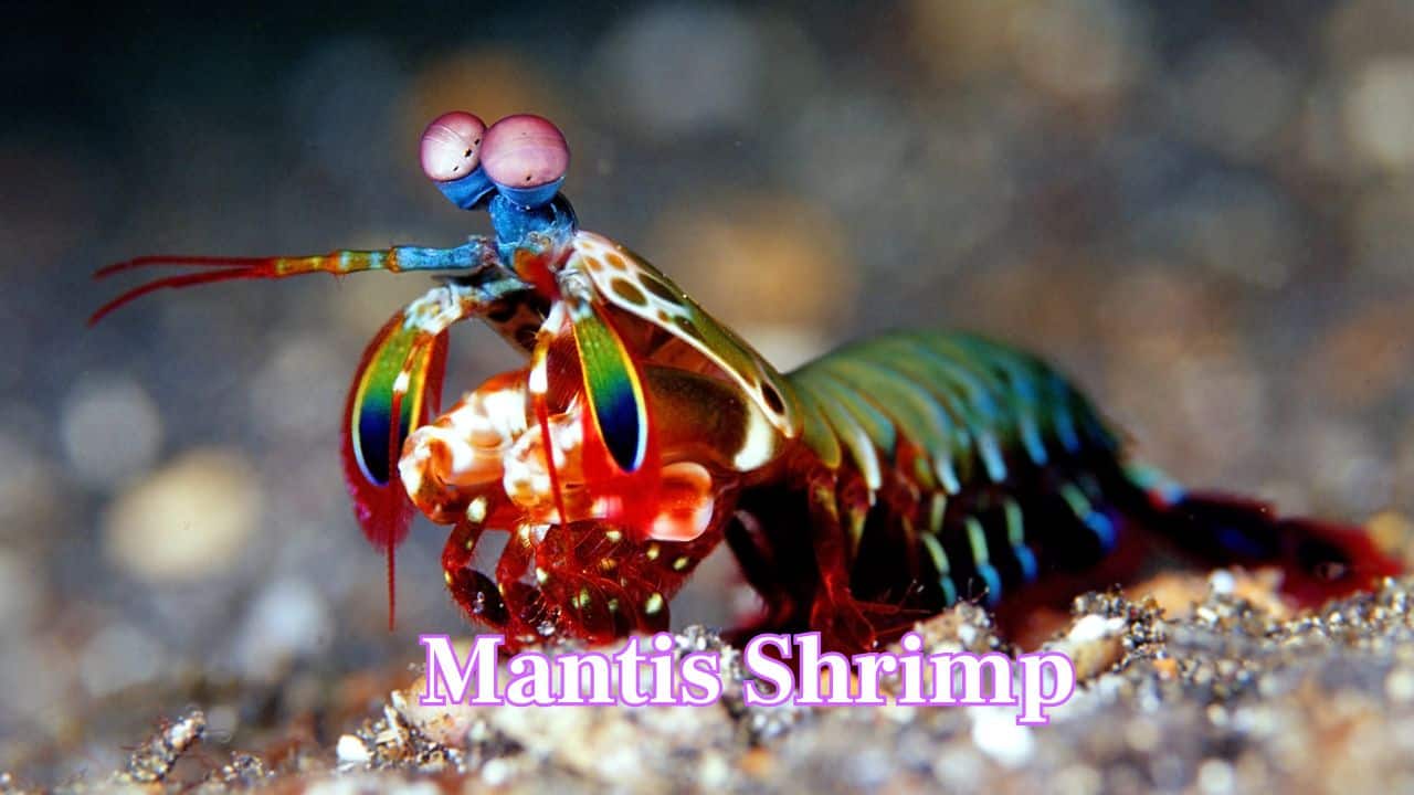 Mantis Shrimp: This diminutive ocean crustacean generates shockwaves with its aggressive claw, making pops measuring up to 200 decibels. (Image: Canva)