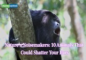 Nature’s Noisemakers: 10 Animals That Could Shatter Your Ears