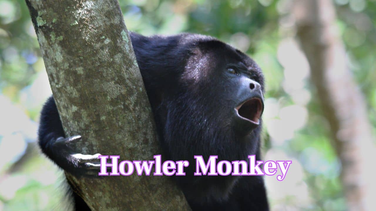 Howler Monkey: Synonymous with their thunderous roars, howler monkeys can be heard from a distance of 3 miles using dense woods. (Image: Canva)