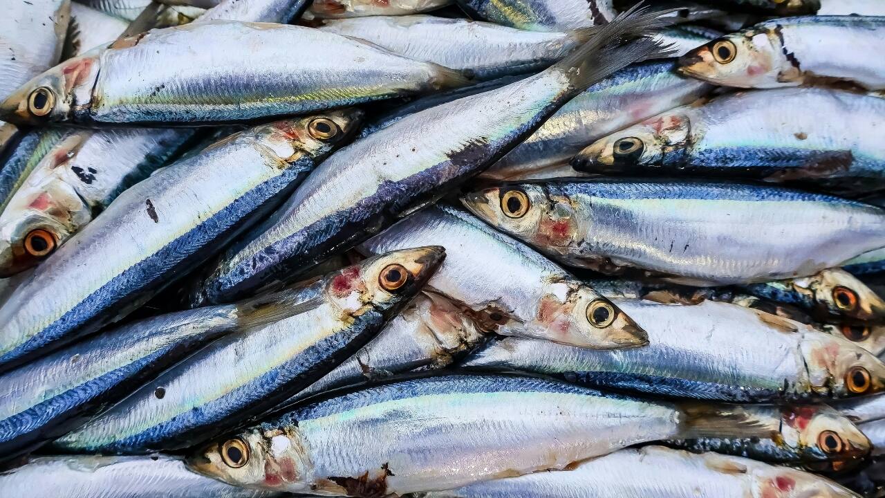 Health benefits of sardines (Image Pexels)