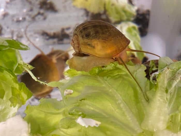 This snail can regrow its eyes — and may one day help humans do the same This snail can regrow its eyes — and may one day help humans do the same