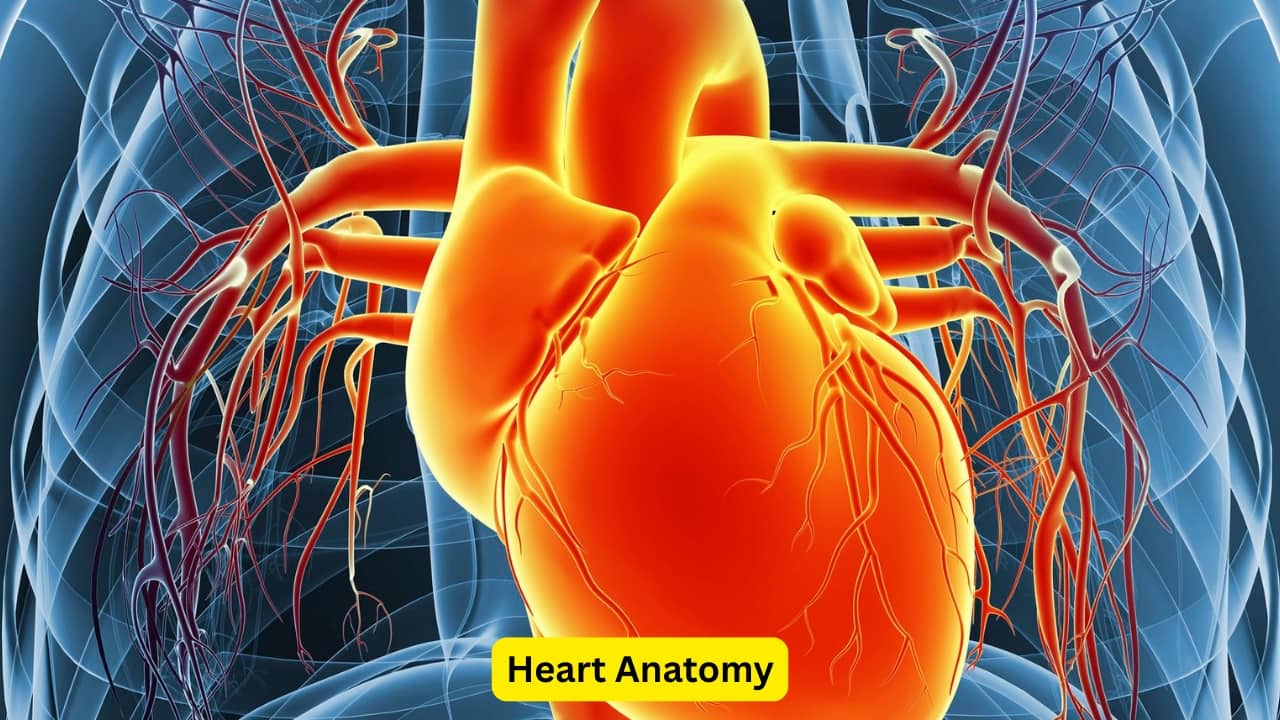 10 facts about aortic stenosis you should know