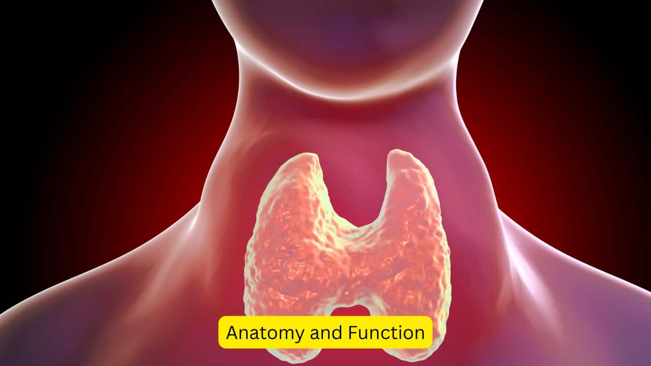 Anatomy and Function The thyroid is a butterfly shaped gland present in the anterior part of the neck, below the Adam’s apple. It consists of a right and left lobe, joined together by the isthmus. The hormones it produces influence metabolism, growth and development, along with the nervous system.(Image: canva)   