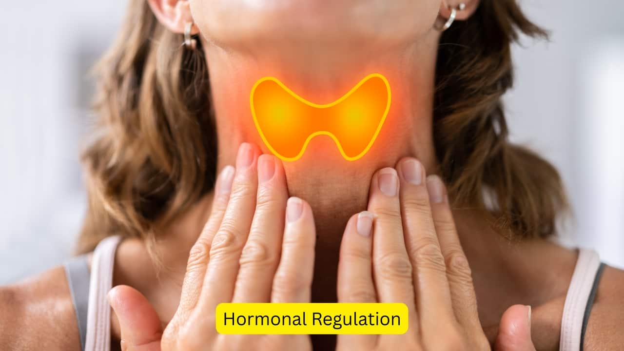 Hormonal Regulation The master gland, the pituitary, secretes a hormone known as the thyroid stimulating hormone (TSH), which causes the release of the thyroid hormones, namely, triiodothyronine (T3), and tetraiodothyronine (T4), which is also known as thyroxine. These hormones are responsible for various processes in the body.(Image: canva)