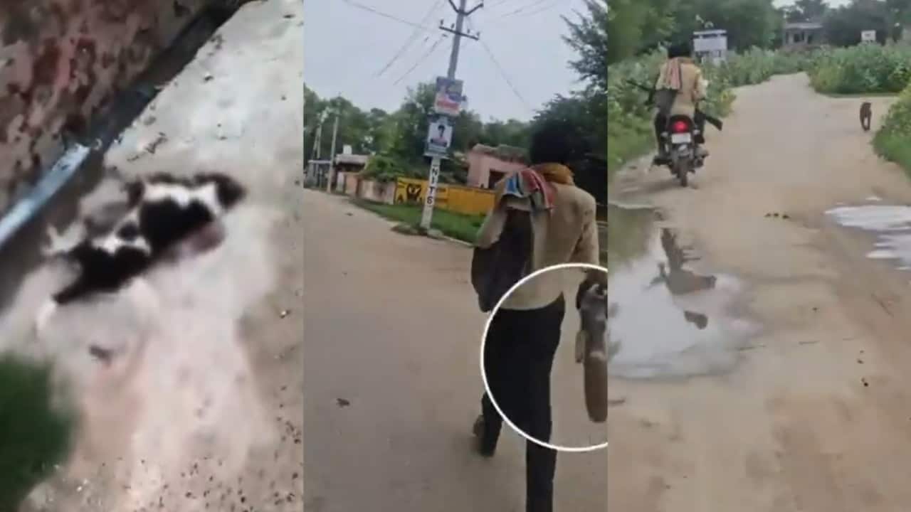 Rajasthan horror: Armed bikers gun down over 25 stray dogs in Jhunjhunu, one booked | Watch
