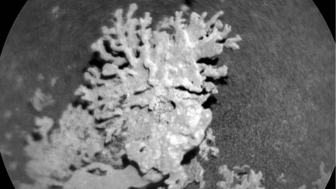 A multi-billion-year-old 'coral' discovered on Mars by NASA’s Curiosity Rover