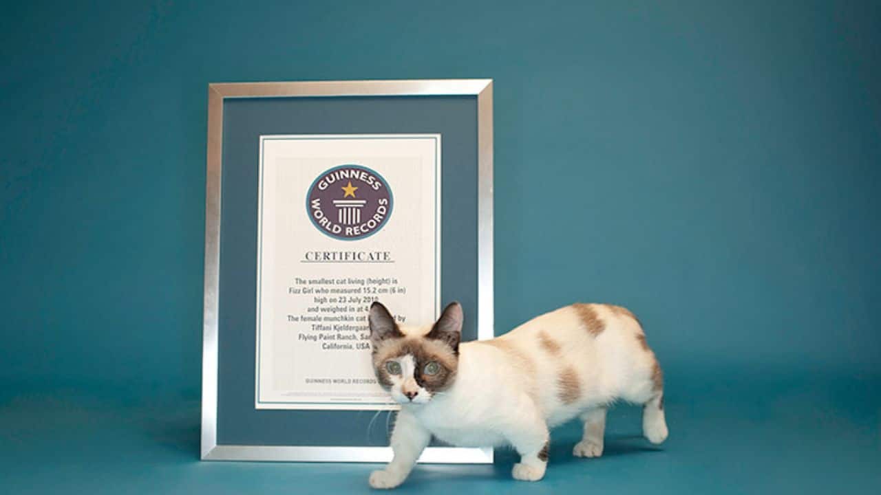 Shortest Cat (Image: Guinness World Records)