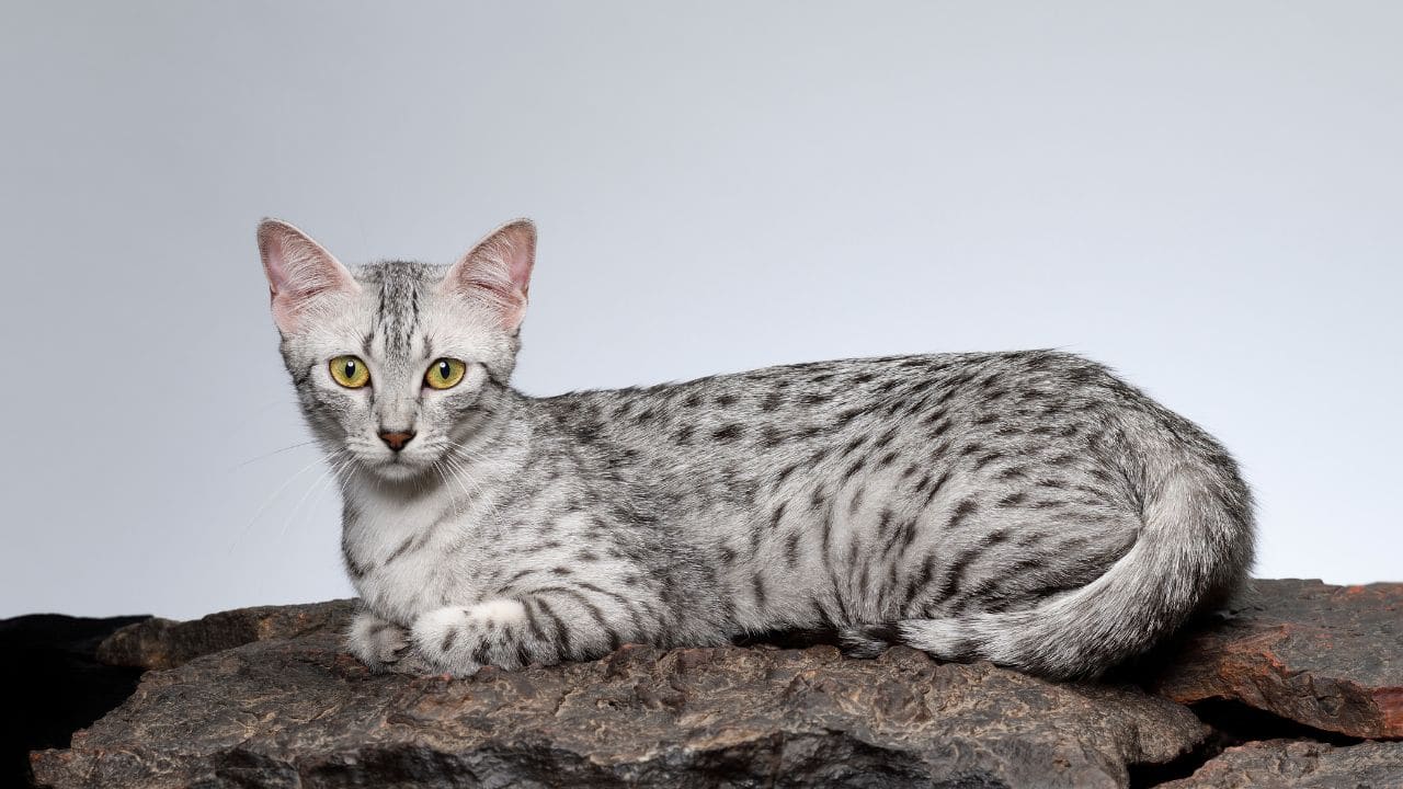 Egyptian Mau (Image: Canva)