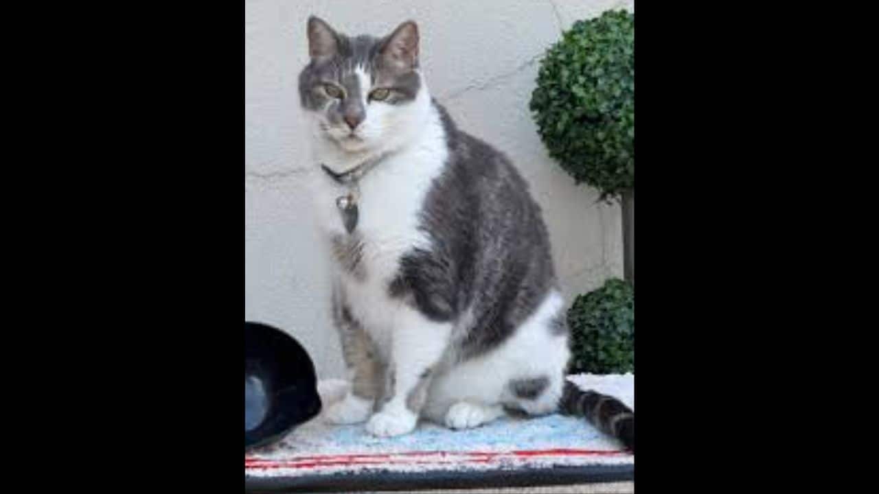 Oscar (Image: Guinness World Records)