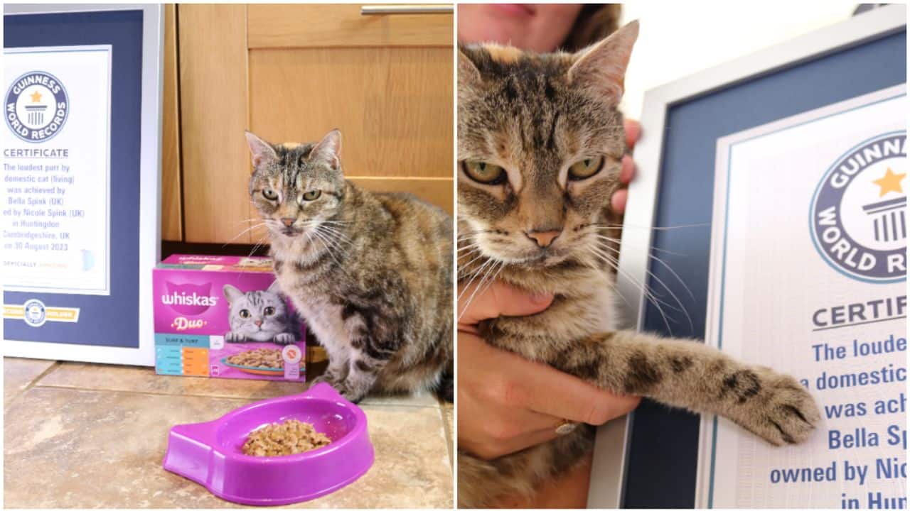 Bella the cat (Image: Guinness World Records)