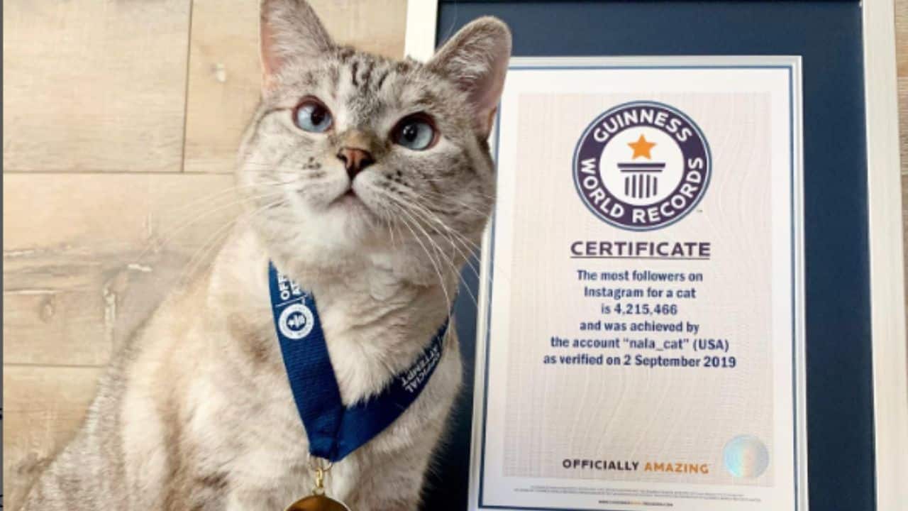 Nala the richest cat (Image: nala_cat/Instagram)