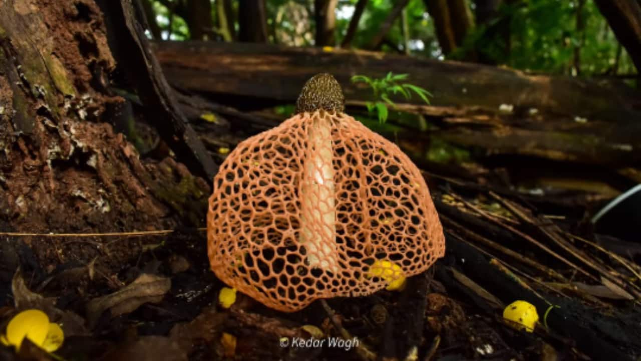 Strange-Smelling Rare Stinkhorn Mushroom Spotted at IISc Campus in Bengaluru Strange-Smelling Rare Stinkhorn Mushroom Spotted at IISc Campus in Bengaluru
