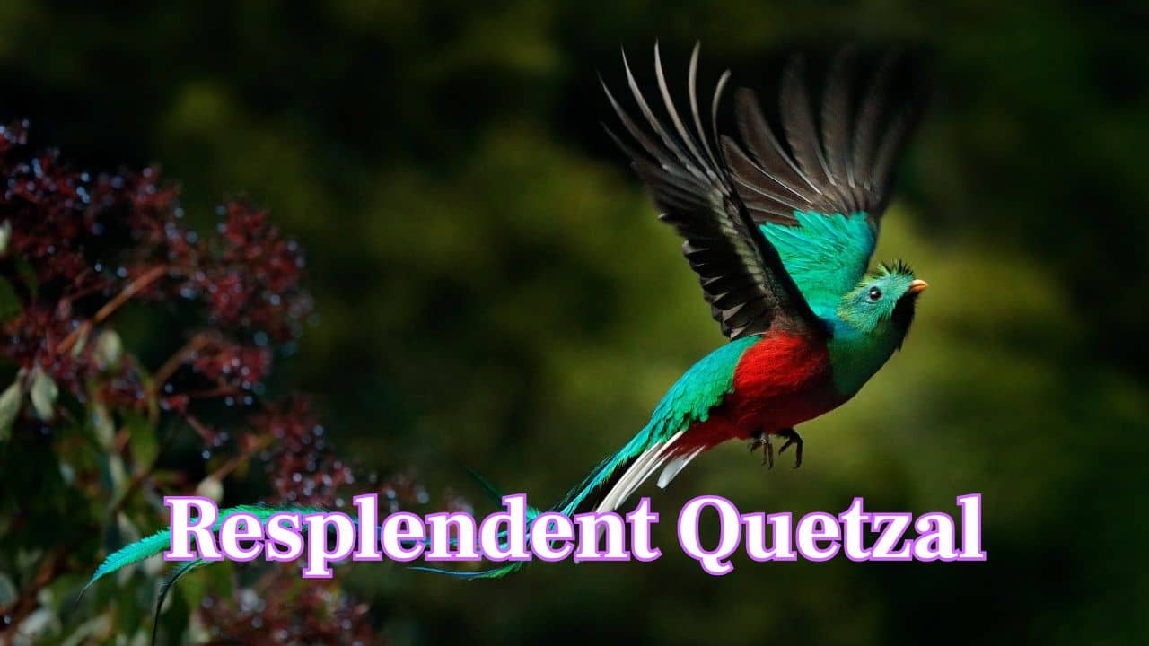 Feathered Oddities: 10 birds so rare and beautiful they seem unreal