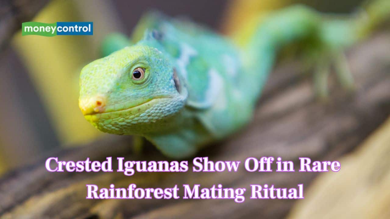 Fiji’s endangered iguana performs a unique mating display with an odd courtship dance