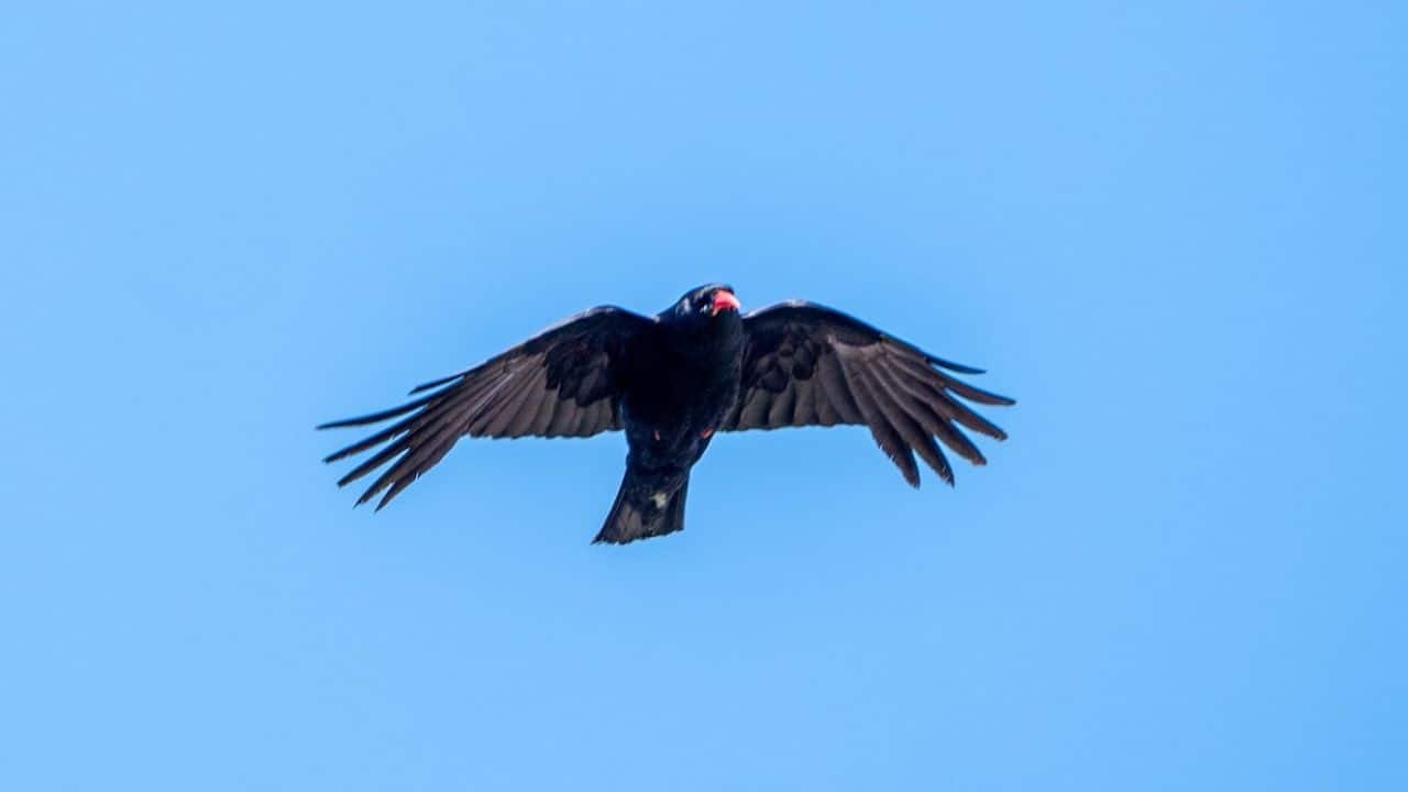 Once lost for 200 years, red-billed chough takes flight in England once more