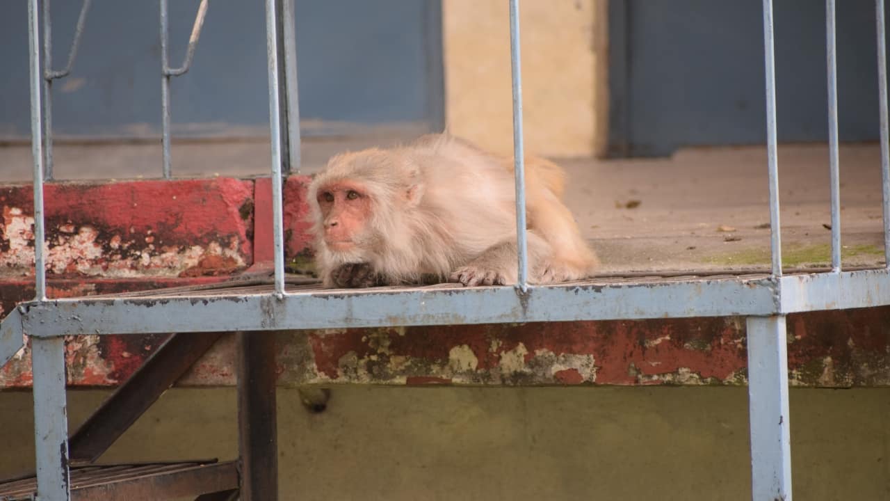 9. Chamunda Devi Temple Dedicated to Goddess Chamunda, this temple draws pilgrims with special Janmashtami pujas, devotional singing, and an electric festive atmosphere that radiates spiritual energy throughout the celebration. (Image: Canva)