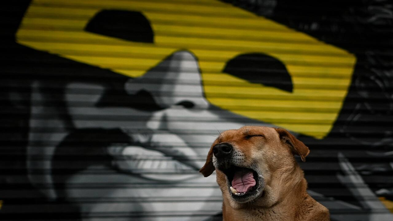 Delhi to microchip 10 lakh stray dogs in 2 years; track census, vaccination