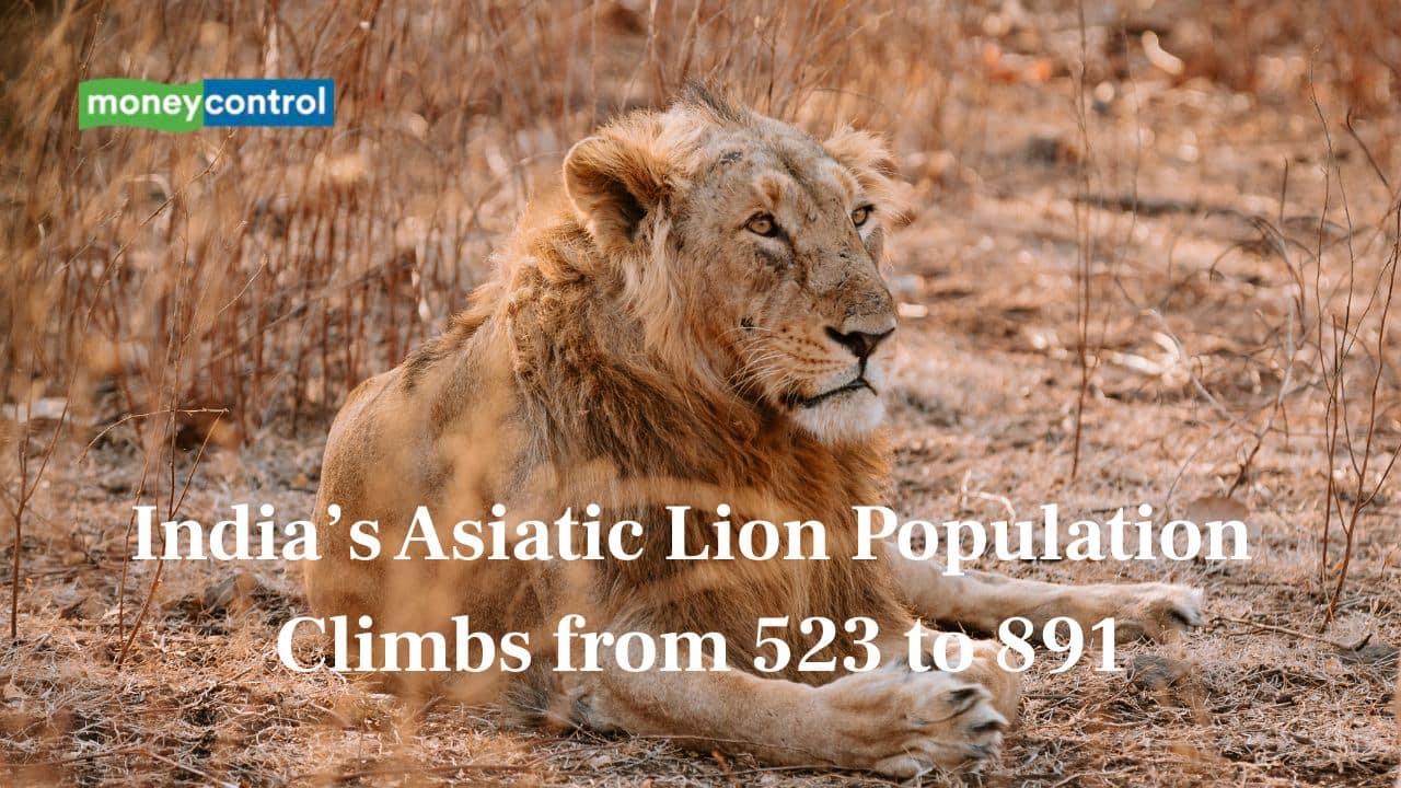 India’s Asiatic lion population rises from 523 to 891, says Union Minister Bhupender Yadav