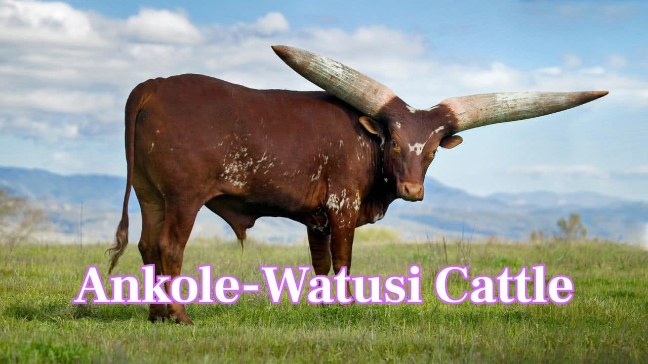 Wild Majesty: Meet 10 Animals with Largest and most stunning horns in the World