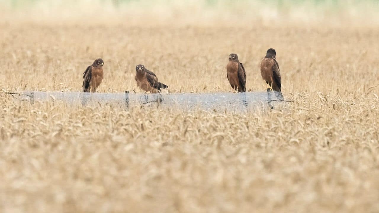 Britain’s rare breeding bird, the Montagu's Harrier, raises chicks for first time in six years