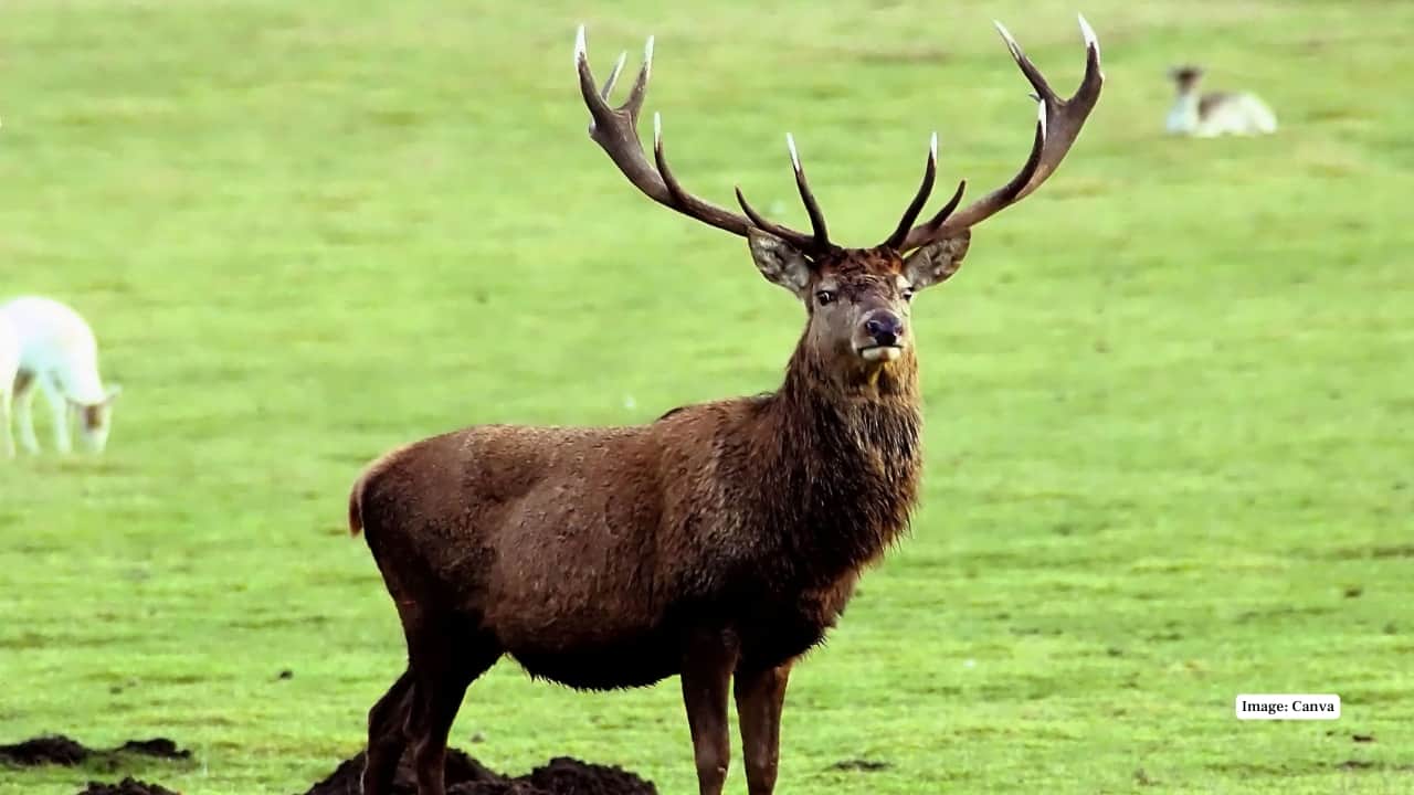 10 Rare and Endangered Animals Found in Dachigam National Park