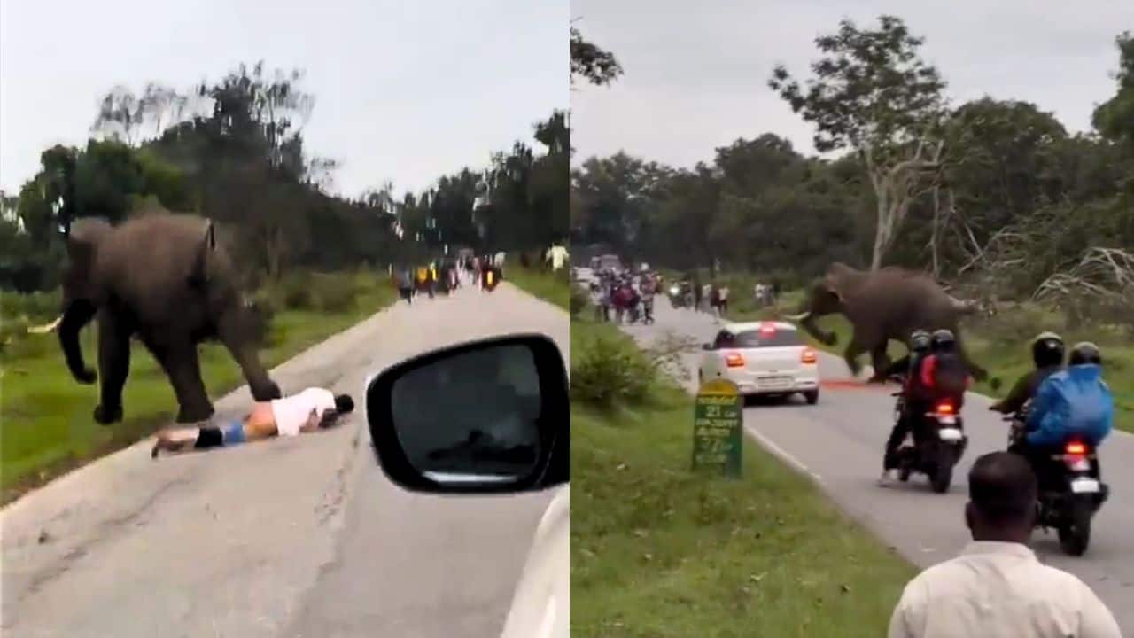 'Hero banne ke chakkar me ...': Kerala tourist chased and pinned by elephant in Karnataka's tiger reserve | Watch