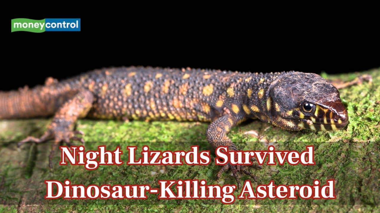 Meet the night lizards that survived the Planet’s deadliest extinction