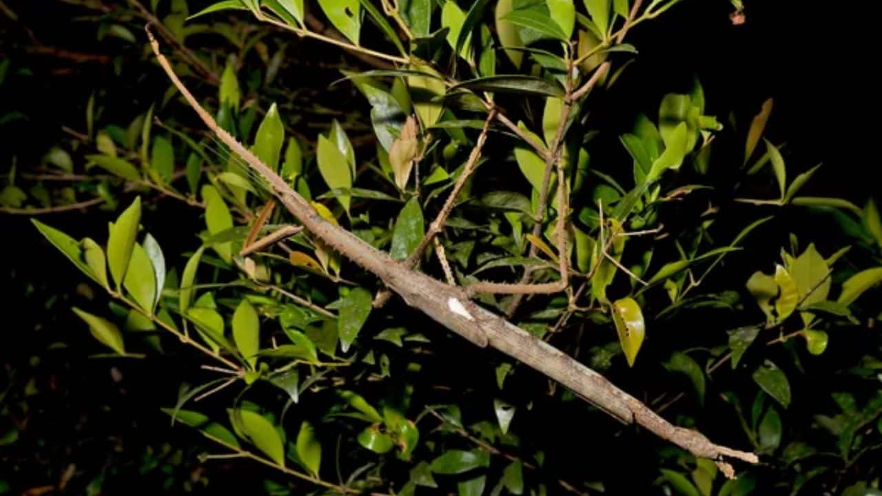 Australia’s heaviest insect found? A huge stick insect the length of a cat discovered in Queensland rainforest