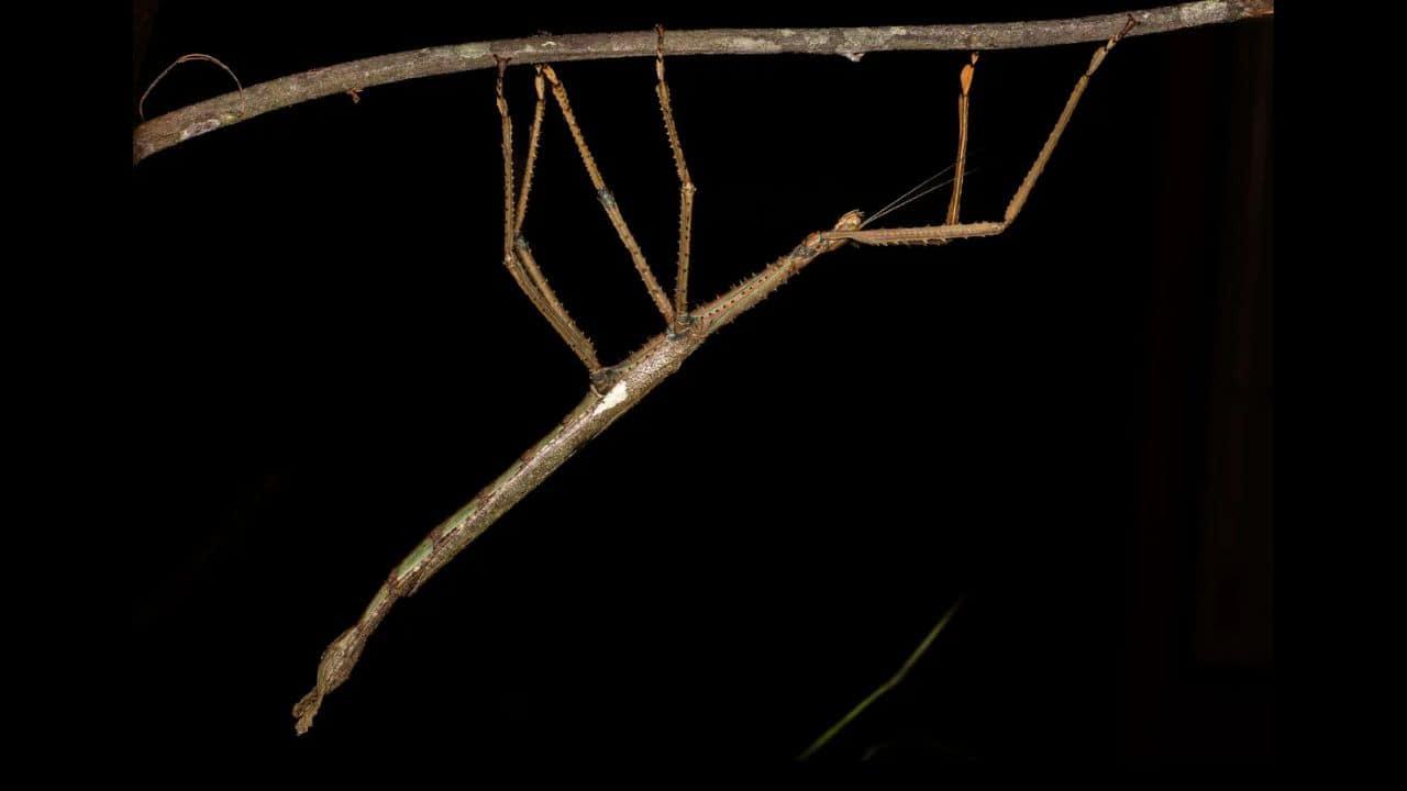 (Image: Professor Angus Emmott, James Cook University)