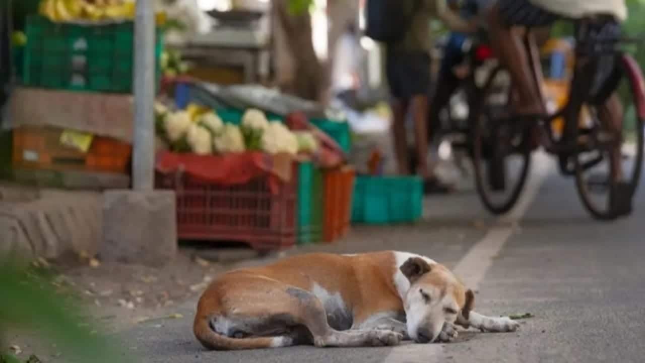 From Mumbai to Kochi: How Indian cities are tackling stray dog menace From Mumbai to Kochi: How Indian cities are tackling stray dog menace