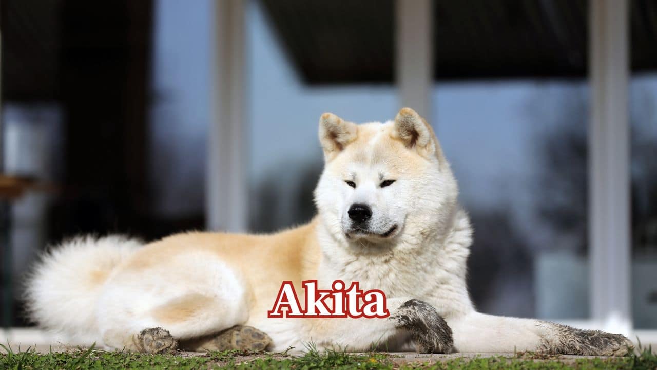 Akita: Akiyas are strongly devoted to their human pack due to a noble heart and strong protective instincts. (Image: Canva)