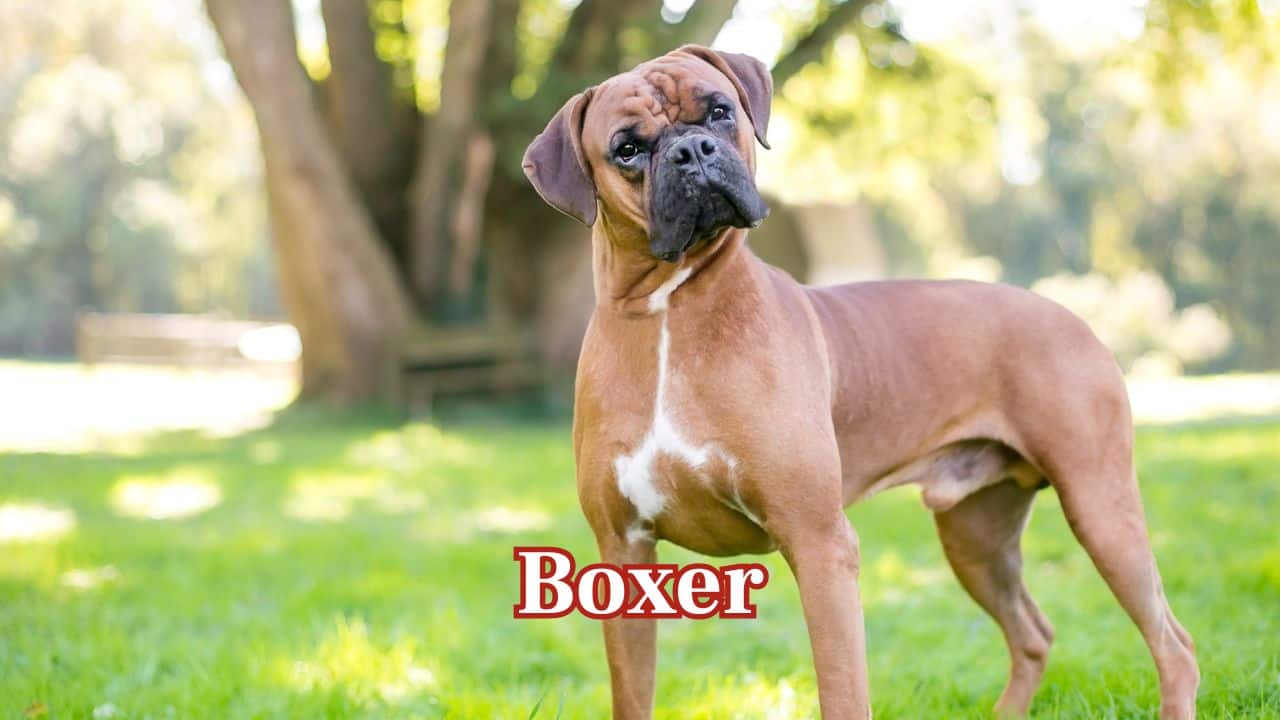 Boxer: Protective and playful, Boxers jump into action quickly if they feel a threat. (Image: Canva)
