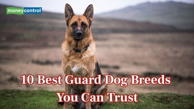 10 dog breeds that would die protecting you—Loyalty guaranteed