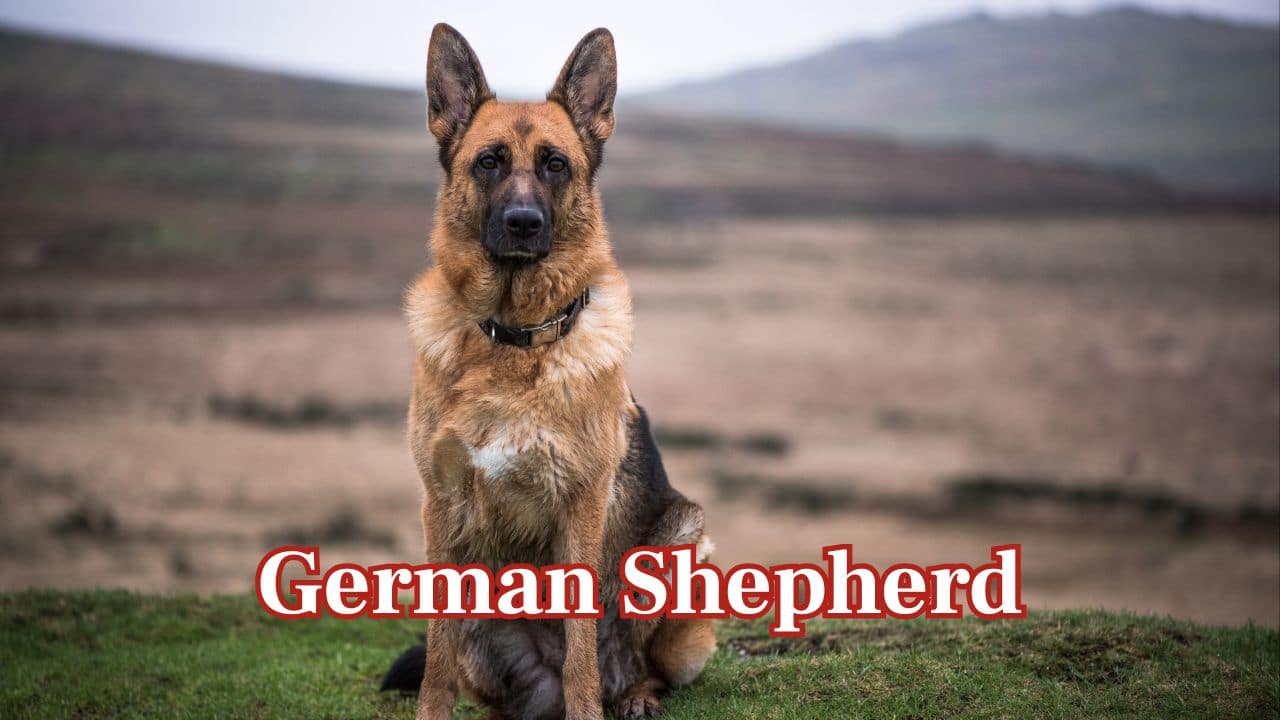 10 dog breeds that would die protecting you—Loyalty guaranteed