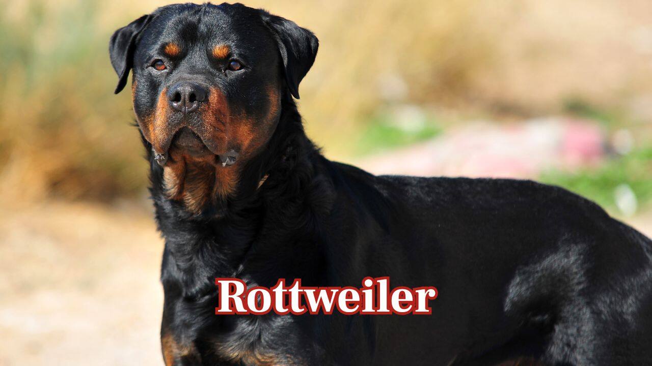 Rottweiler: Strong and brave, Rottweilers are instinctive protectors with a gentle heart for family, ever willing to fight for loved ones. (Image: Canva)