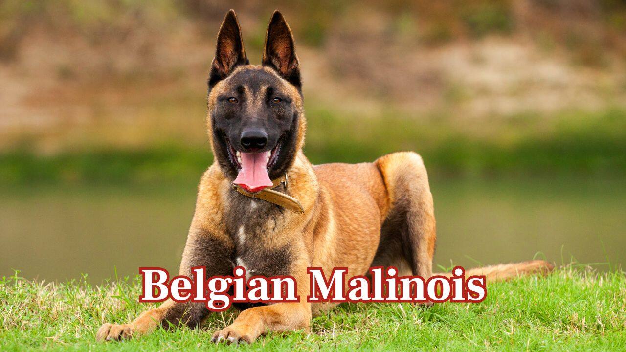  Belgian Malinois: Extremely vigilant and high-strung, Belgian Malinois are best suited for protection work, providing unparalleled devotion to the safety of their owners. (Image: Canva)