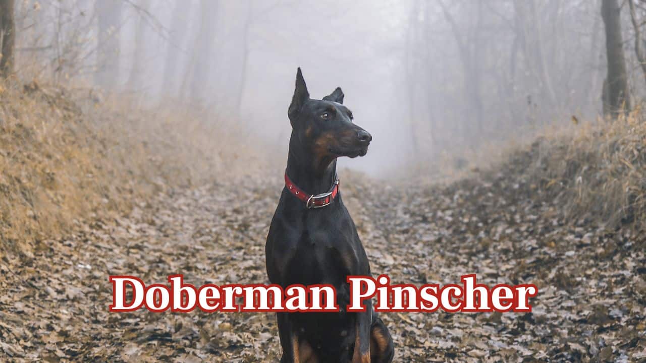 Doberman Pinscher: Aerodynamic, swift, and courageous, Dobermans are devoted friends who place themselves between family and harm. (Image: Canva)