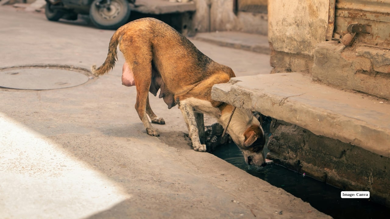1. India With over 60 million stray dogs, India faces one of the world’s largest street-dog populations. Delhi–NCR is under Supreme Court orders to relocate dogs to shelters, ensure sterilization, vaccination, and monitoring. Mumbai runs large sterilization drives with NGOs, while Kolkata designates feeding zones to reduce conflicts. Jaipur operates daily sterilization clinics, Goa has been rabies-free since 2017 under 'Mission Rabies,' and other cities follow variations of the Animal Birth Control (ABC) programme. (Image: Canva)