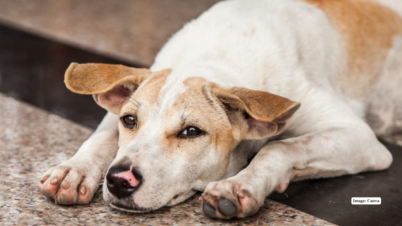 2. The Netherlands The Netherlands is the world’s first country to eradicate stray dogs. Its success came from a nationwide catch–neuter–vaccinate–return (CNVR) programme, strict anti-abandonment laws, high taxes on purebred purchases to encourage adoption, and a strong cultural push that led to over 90% of households adopting pets. (Image: Canva)