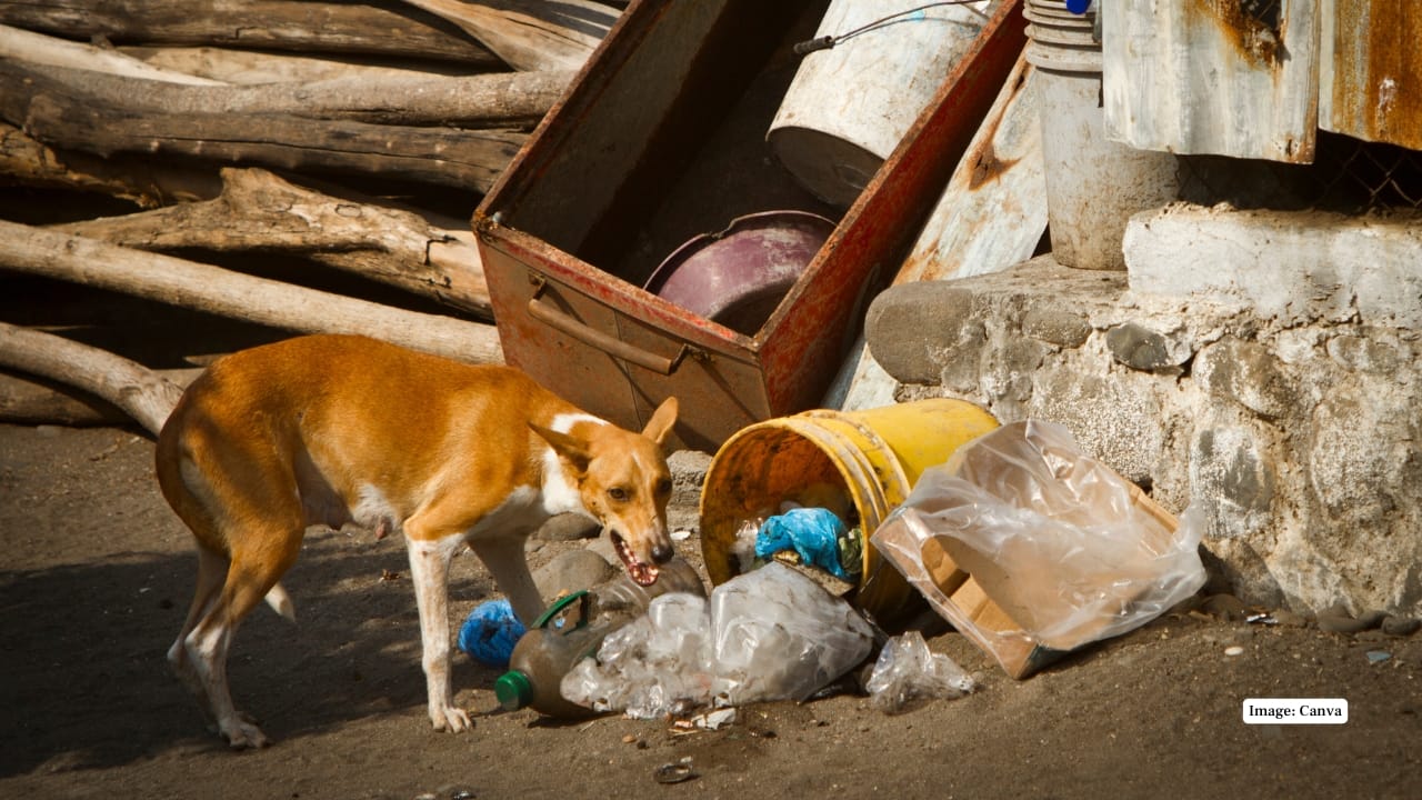 5. China China’s priority is rabies control. Mandatory dog registration, mass vaccination campaigns, public reporting platforms, and awareness programs have pushed Beijing’s vaccination rates to over 80% and eliminated human rabies cases since 2021, though crackdowns on unregistered dogs have sparked welfare debates. (Image: Canva)