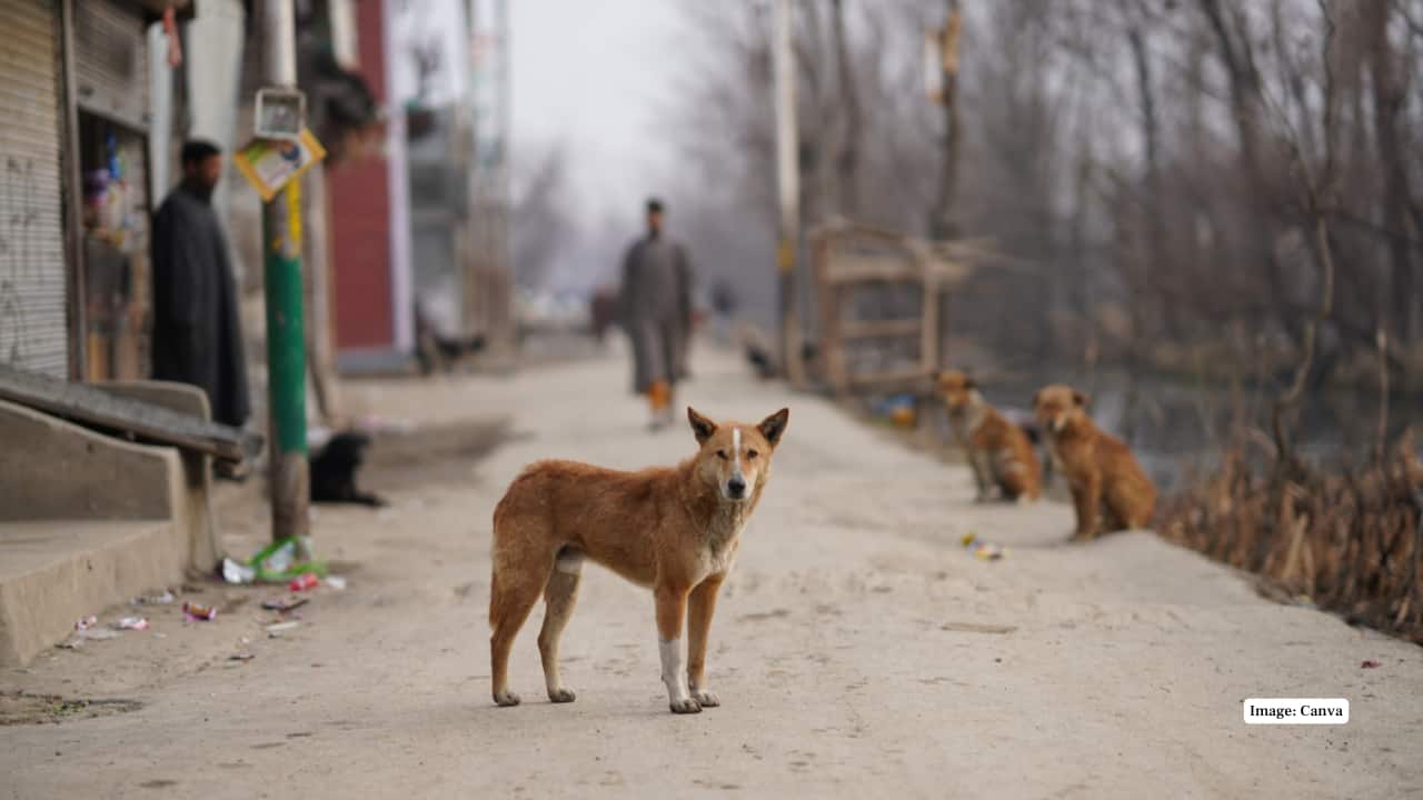 6. Turkey Turkey initially used CNVR to manage strays but faced funding and enforcement gaps. In 2024, a new law mandated sheltering, sterilization, and vaccination of all strays, while permitting euthanasia for aggressive or sick dogs — a move that triggered nationwide protests from animal welfare groups. (Image: Canva)