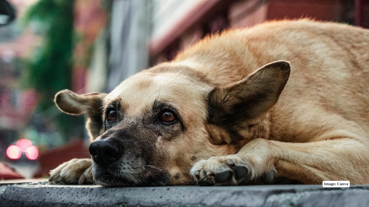 7. Brazil São Paulo in Brazil has seen a 60% drop in stray dogs over five years by combining sterilization, vaccination, and adoption programs. Public outreach on responsible ownership has helped sustain the decline. (Image: Canva)