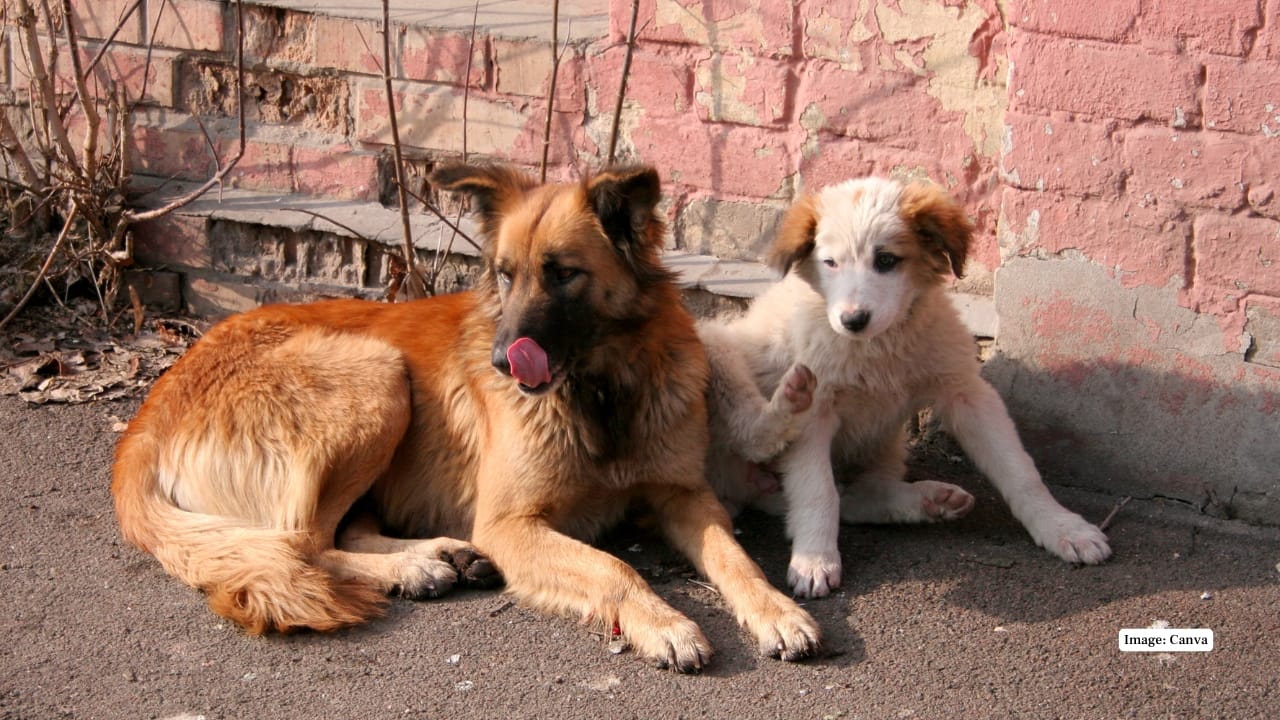 8. USA (Austin) Austin’s animal shelters follow a no-kill policy, focusing on rehoming instead of euthanasia. In one year, the city rehomed 30,000 dogs, resulting in a 25% drop in euthanasia rates and setting an example for humane urban animal management. (Image: Canva)