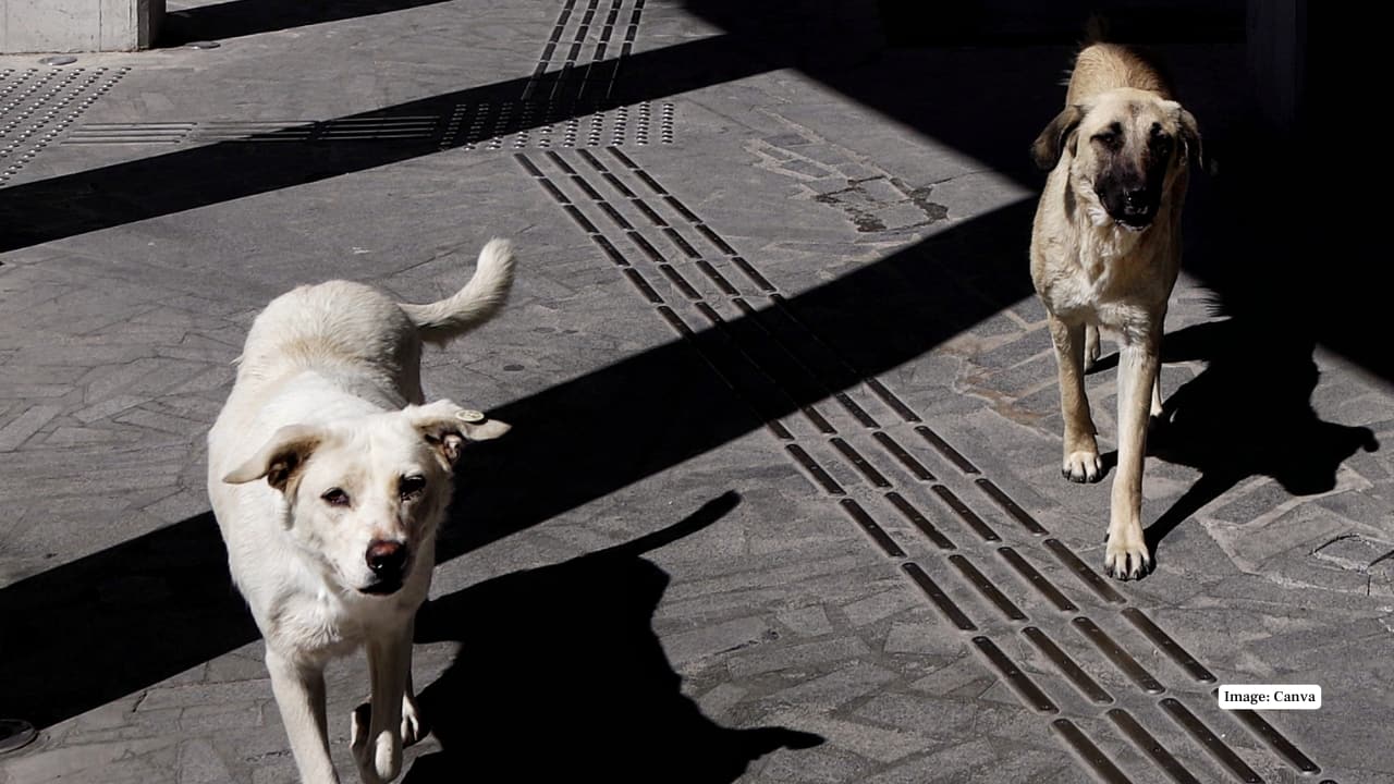9. Germany, Spain, Japan, and Australia These countries maintain low stray populations through strict pet ownership laws, mandatory microchipping, TNR programs, and public education. Strong adoption cultures and high penalties for abandonment ensure that stray populations remain manageable. (Image: Canva)