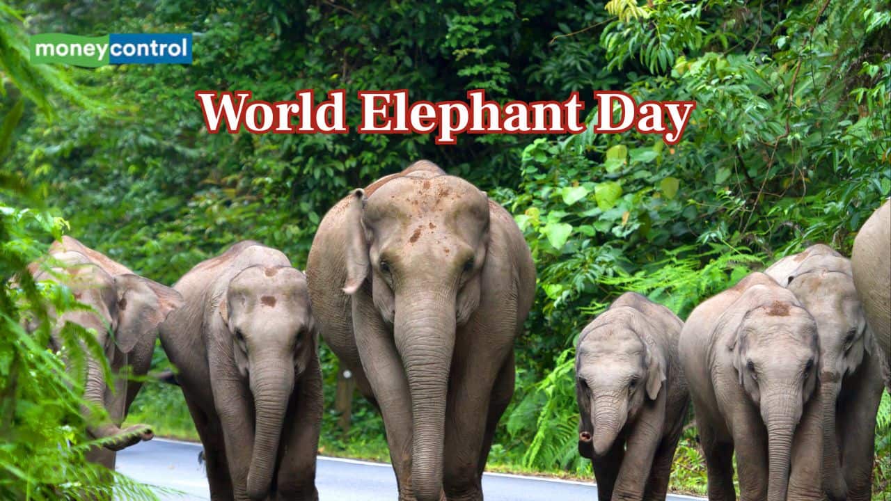 World Elephant Day 2025: Majuli forest marks the day with a strong call for peaceful human-elephant coexistence