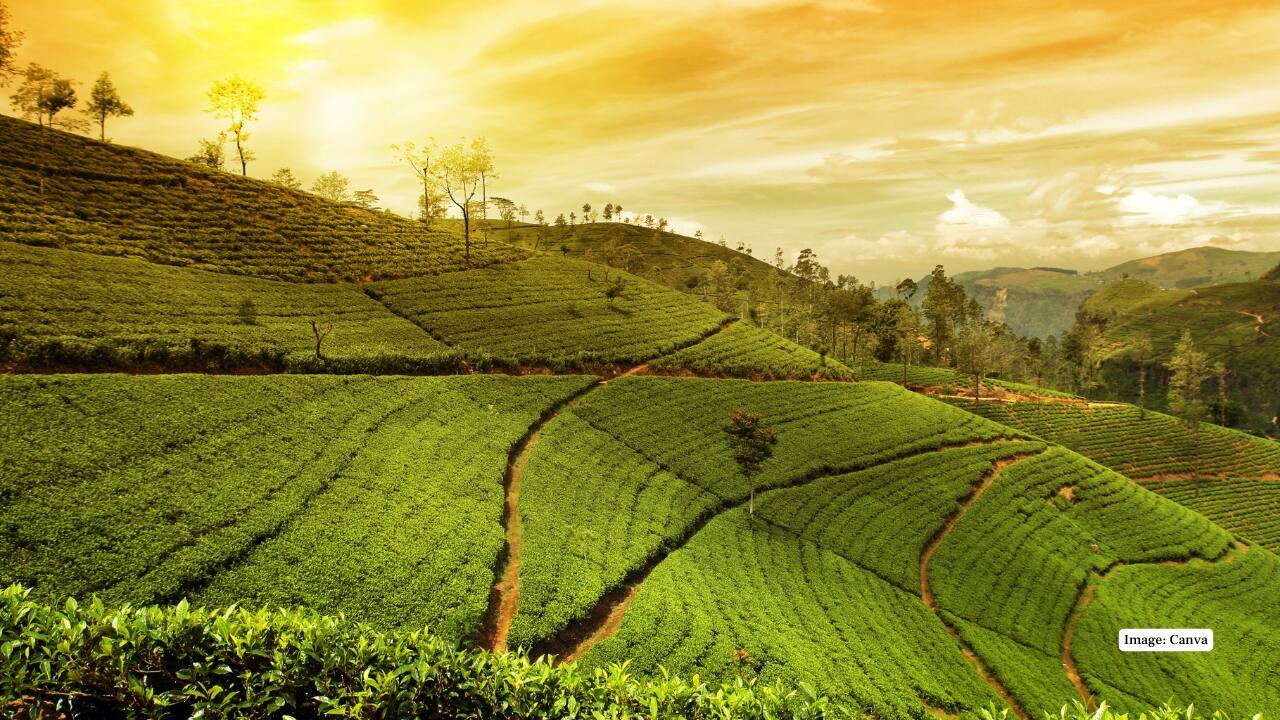 1. Munnar, Kerala Rolling tea gardens, misty hills, and cascading waterfalls define Munnar’s charm. With cool weather and scenic vistas, it’s a dream for nature lovers and honeymooners alike. (Image: Canva)