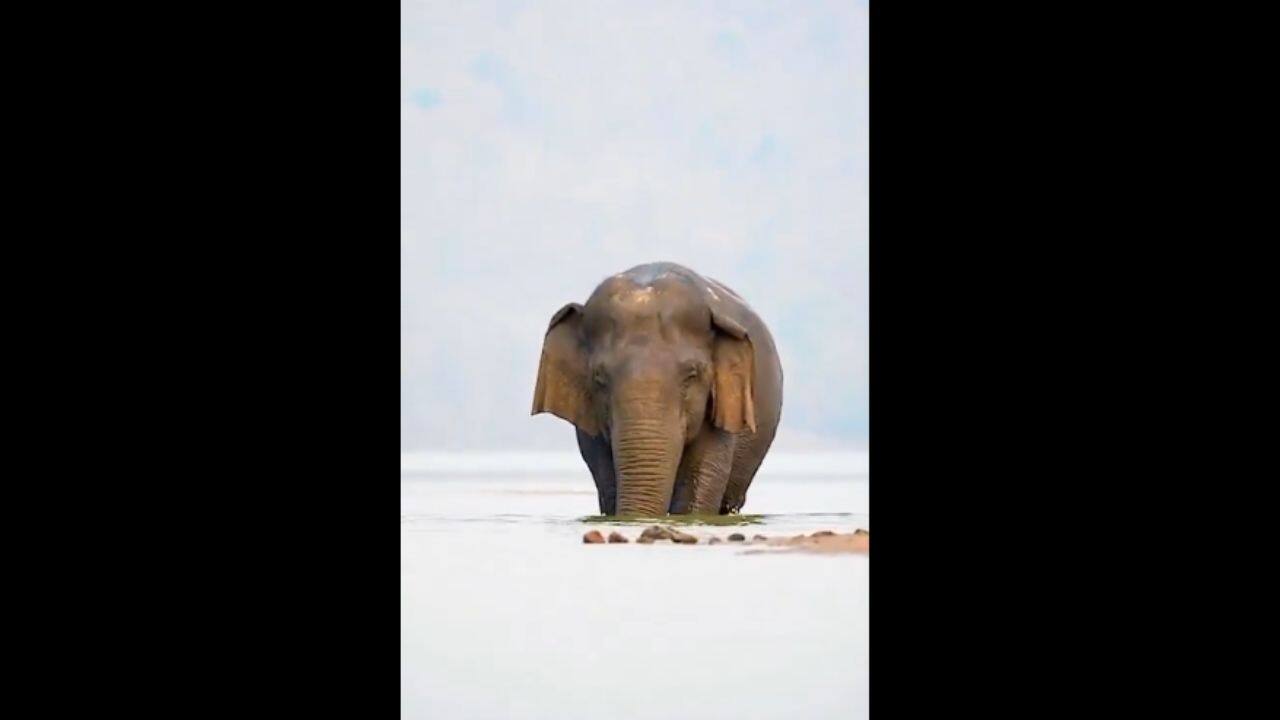 Lasting Legacy: Although she no longer trods the paths, Vatsala's spirit remains in Panna's forest and hearts. (Image: @susantananda3/X)