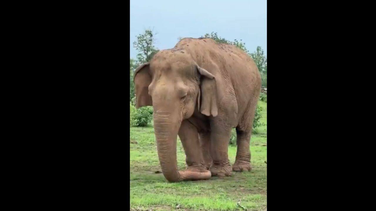 Involvement in Conservation: She was actively involved in facilitating the tiger reintroduction program at Panna Reserve. (Image: @Protect_Wldlife/X)