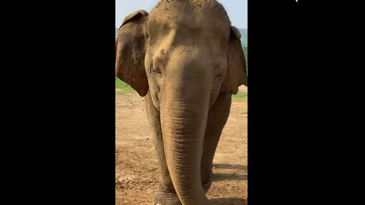 A Beloved Icon: Forest staff and tourists held Vatsala in affection for her tranquil nature and leadership. (Image: @susantananda3/X)